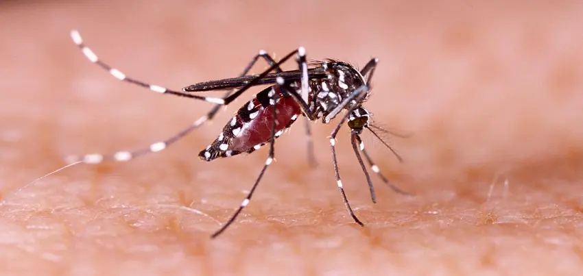 Dengue – The Mosquito Menace